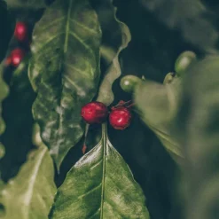 Black Coffee - pflegende Pflanzenhaarfarbe - Healing Herbs Hair Color
