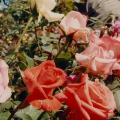 ROSE Cleansing Oil - schützendes und pflegendes Reinigungsöl