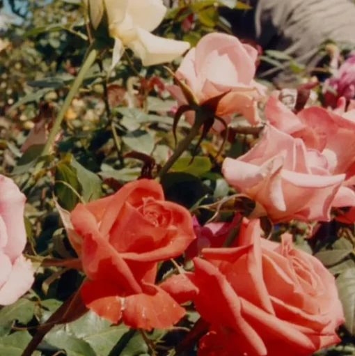 ROSE Cleansing Oil - schützendes und pflegendes Reinigungsöl