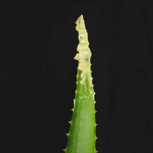SUCCULENT PUDDING - Super Beruhigungsemulsion